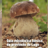 Presentación da 'Guía micolóxica básica da provincia de Lugo' o 13 de novembro
