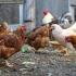 Bando sobre o rexistro das granxas avícolas 